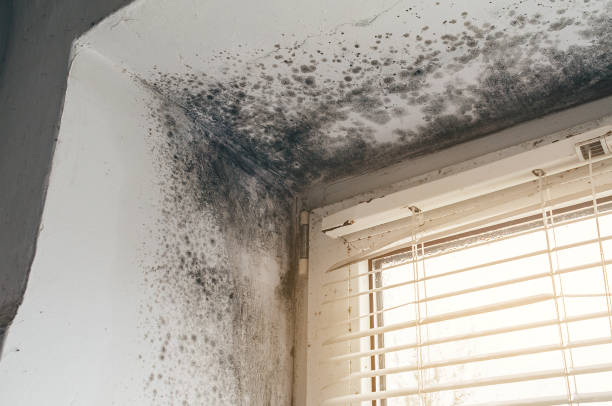 Affordable Attic Mold Remediation solutions in Sawyer, MI